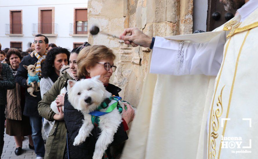 GALERÍA: Las mascotas reciben el agua bendita de San Antón en el llanete de Santiago