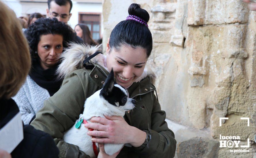 GALERÍA: Las mascotas reciben el agua bendita de San Antón en el llanete de Santiago