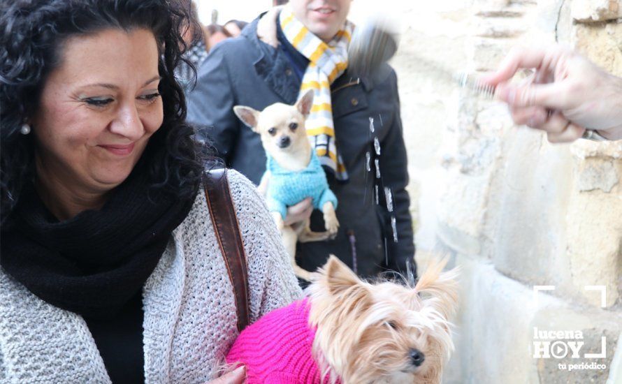 GALERÍA: Las mascotas reciben el agua bendita de San Antón en el llanete de Santiago