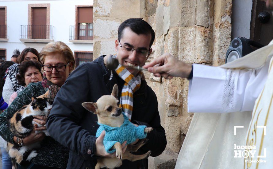 GALERÍA: Las mascotas reciben el agua bendita de San Antón en el llanete de Santiago GALERÍA: Las mascotas reciben el agua bendita de San Antón en el llanete de Santiago