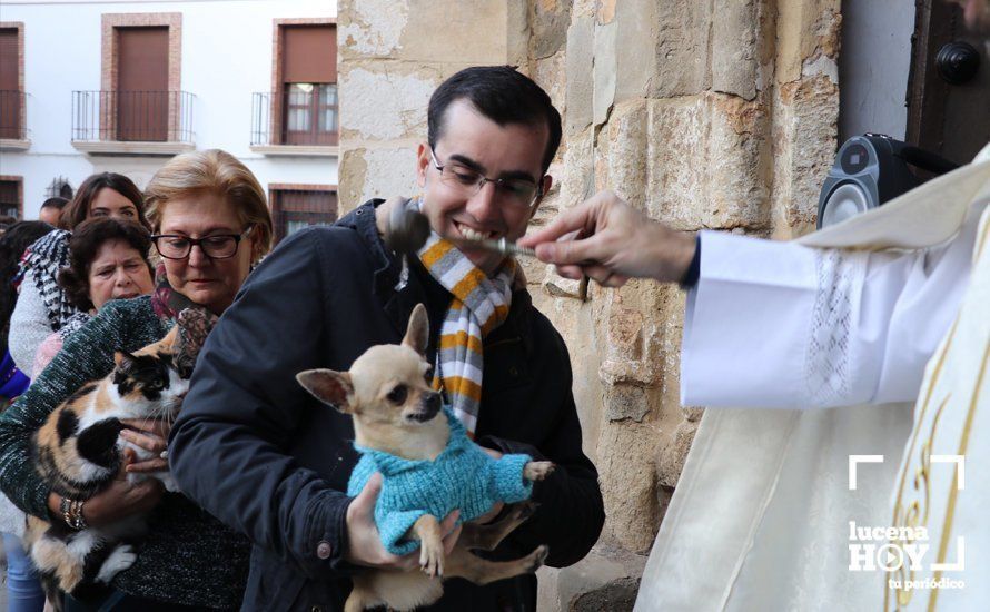 GALERÍA: Las mascotas reciben el agua bendita de San Antón en el llanete de Santiago