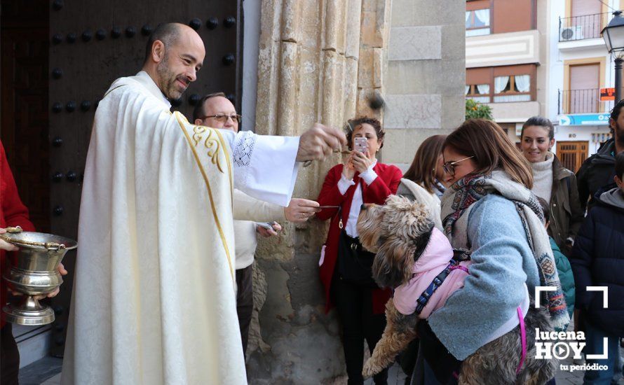 GALERÍA: Las mascotas reciben el agua bendita de San Antón en el llanete de Santiago