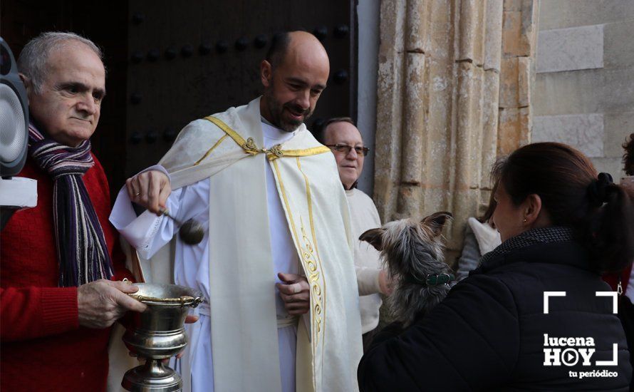 GALERÍA: Las mascotas reciben el agua bendita de San Antón en el llanete de Santiago