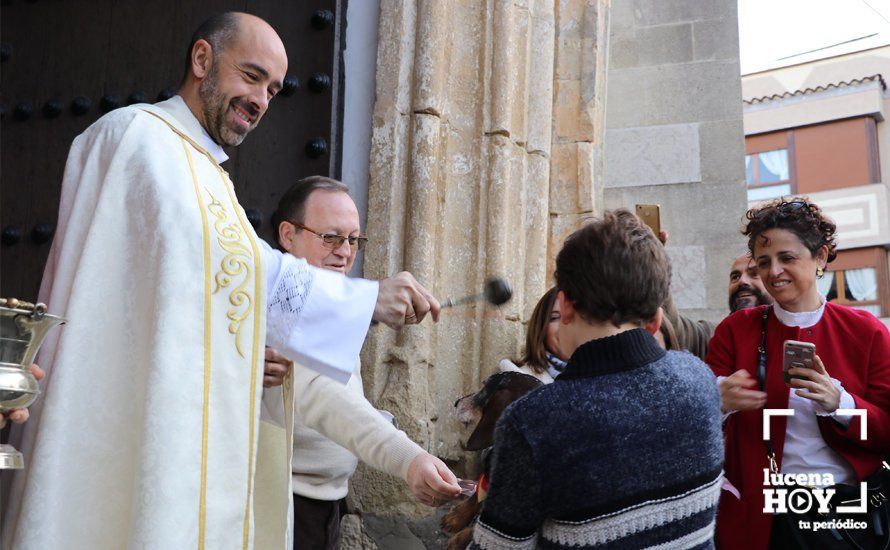 GALERÍA: Las mascotas reciben el agua bendita de San Antón en el llanete de Santiago GALERÍA: Las mascotas reciben el agua bendita de San Antón en el llanete de Santiago