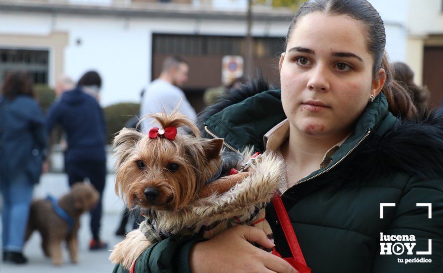 GALERÍA: Las mascotas reciben el agua bendita de San Antón en el llanete de Santiago