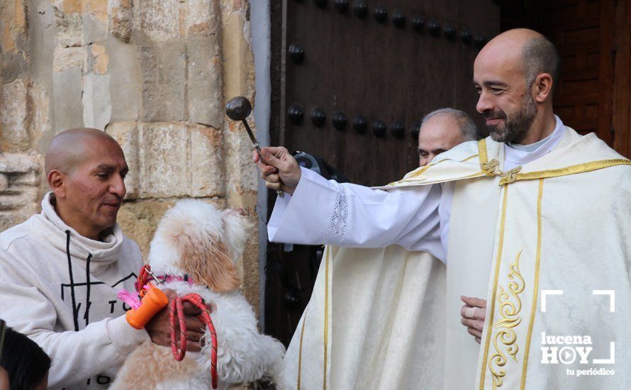 GALERÍA: Las mascotas reciben el agua bendita de San Antón en el llanete de Santiago