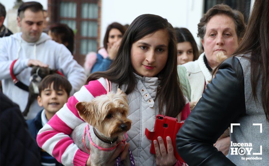 GALERÍA: Las mascotas reciben el agua bendita de San Antón en el llanete de Santiago GALERÍA: Las mascotas reciben el agua bendita de San Antón en el llanete de Santiago