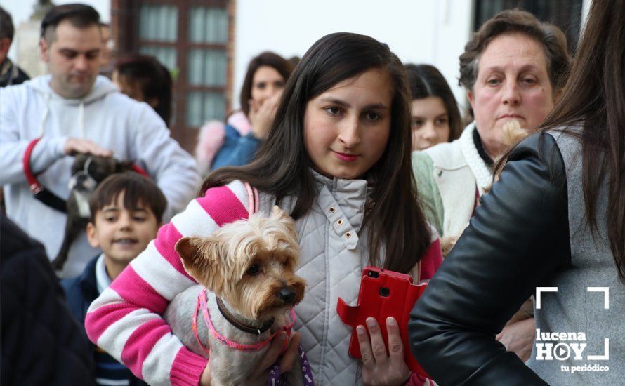 GALERÍA: Las mascotas reciben el agua bendita de San Antón en el llanete de Santiago