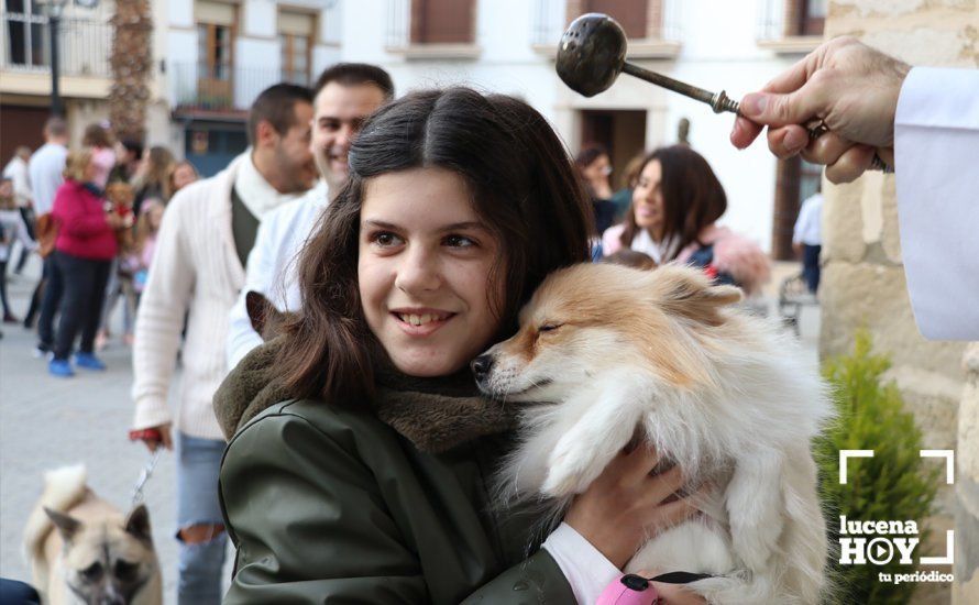 GALERÍA: Las mascotas reciben el agua bendita de San Antón en el llanete de Santiago
