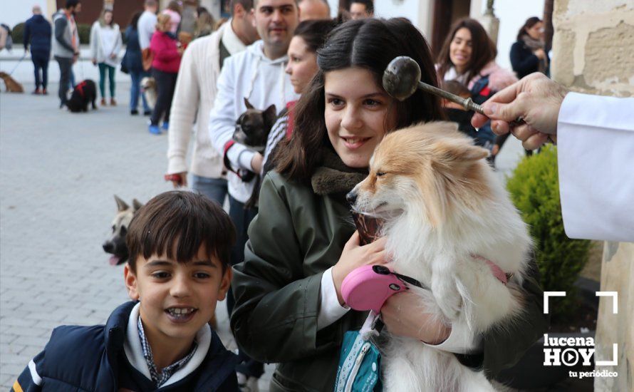 GALERÍA: Las mascotas reciben el agua bendita de San Antón en el llanete de Santiago