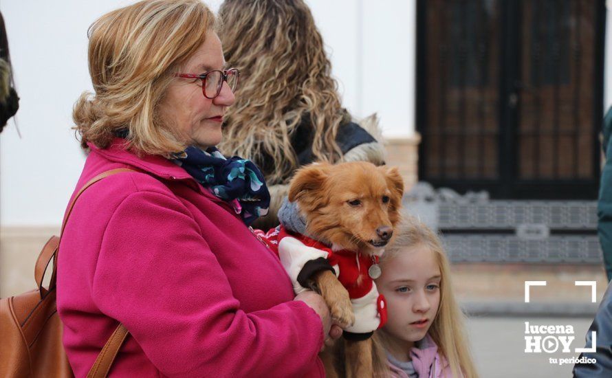 GALERÍA: Las mascotas reciben el agua bendita de San Antón en el llanete de Santiago