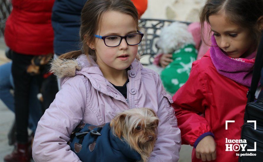 GALERÍA: Las mascotas reciben el agua bendita de San Antón en el llanete de Santiago