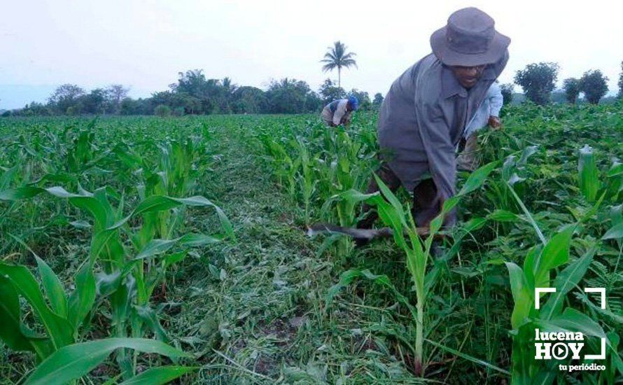 agricultura el salvador