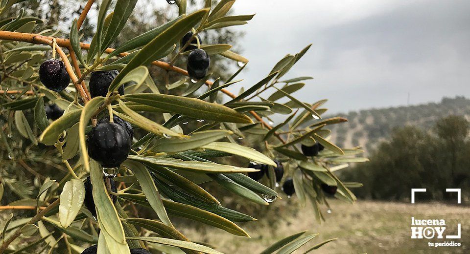 Finca de olivar en Lucena. Archivo