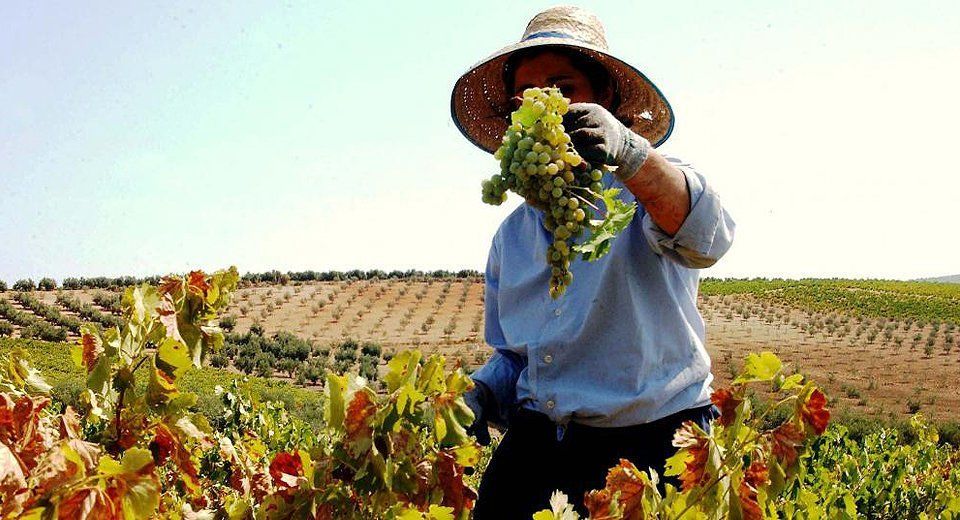  Vendimia en el marco de la DOP Montilla-Moriles 