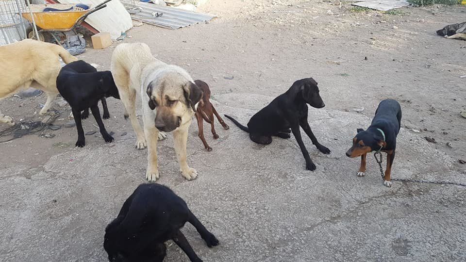  Algunos de los perros encontrados en la parcela del Paraje Doña Elvira 