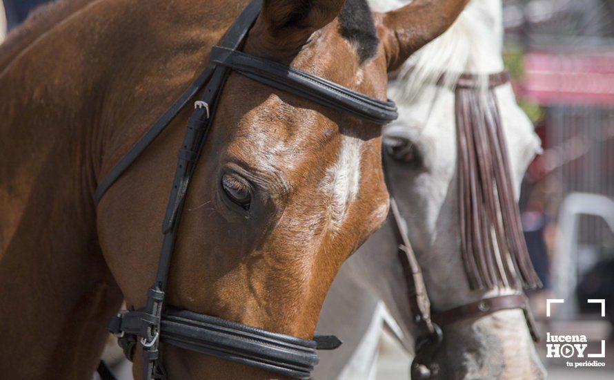 GALERÍA: De flamencas y caballistas en el Real de la Feria del Valle