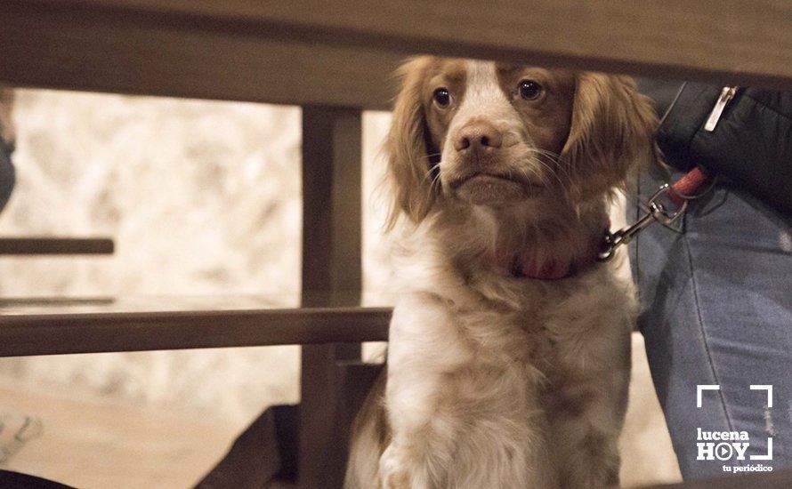 GALERÍA: Perros y gatos visitan a Santiago por San Antón