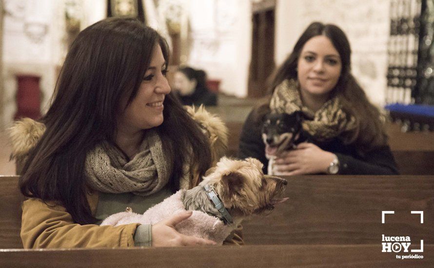 GALERÍA: Perros y gatos visitan a Santiago por San Antón