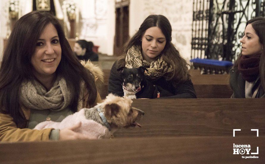 GALERÍA: Perros y gatos visitan a Santiago por San Antón GALERÍA: Perros y gatos visitan a Santiago por San Antón
