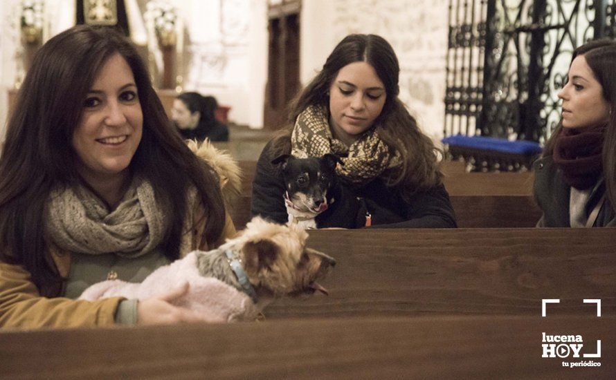 GALERÍA: Perros y gatos visitan a Santiago por San Antón