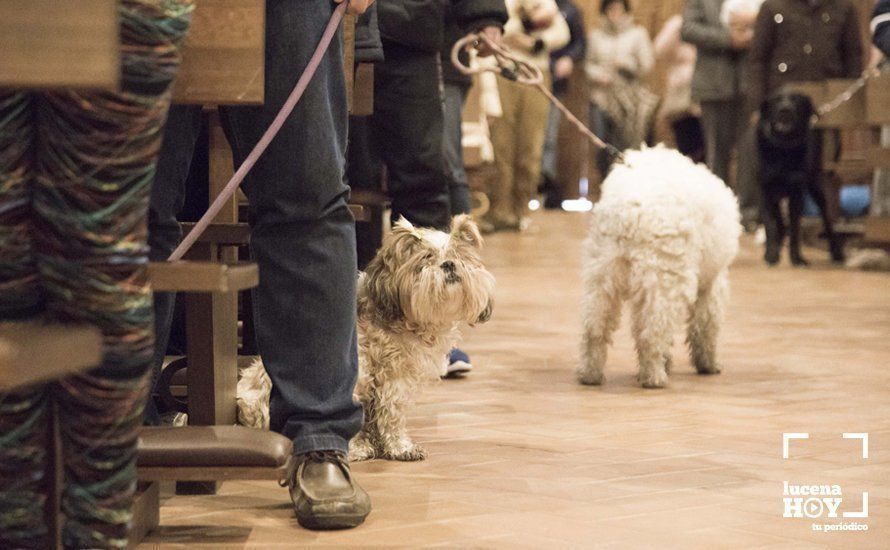 GALERÍA: Perros y gatos visitan a Santiago por San Antón