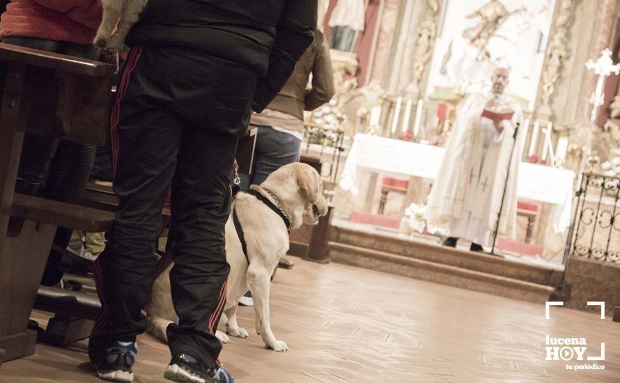 GALERÍA: Perros y gatos visitan a Santiago por San Antón GALERÍA: Perros y gatos visitan a Santiago por San Antón