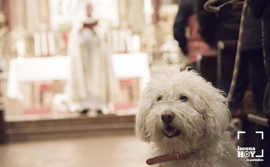 GALERÍA: Perros y gatos visitan a Santiago por San Antón