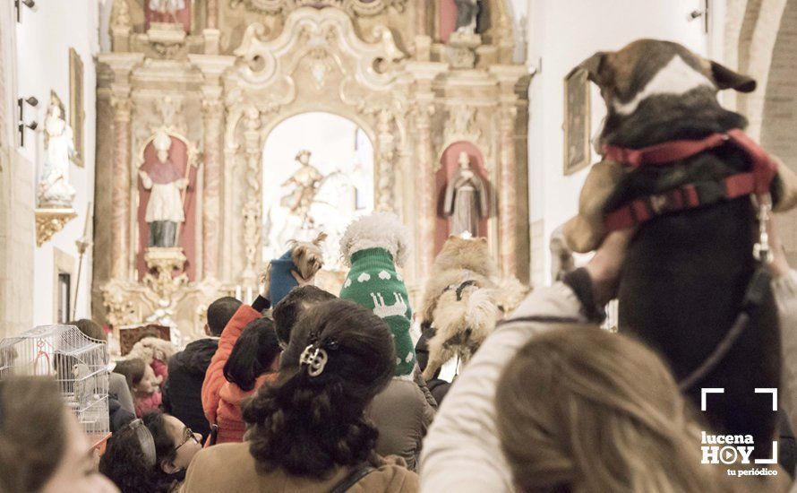 GALERÍA: Perros y gatos visitan a Santiago por San Antón