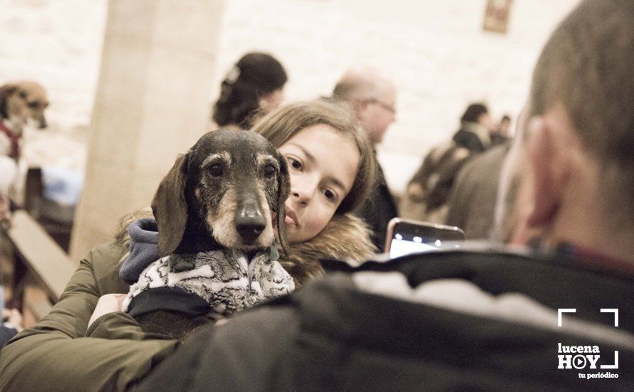 GALERÍA: Perros y gatos visitan a Santiago por San Antón