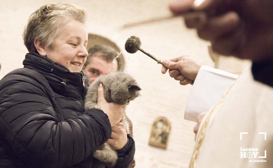 GALERÍA: Perros y gatos visitan a Santiago por San Antón GALERÍA: Perros y gatos visitan a Santiago por San Antón