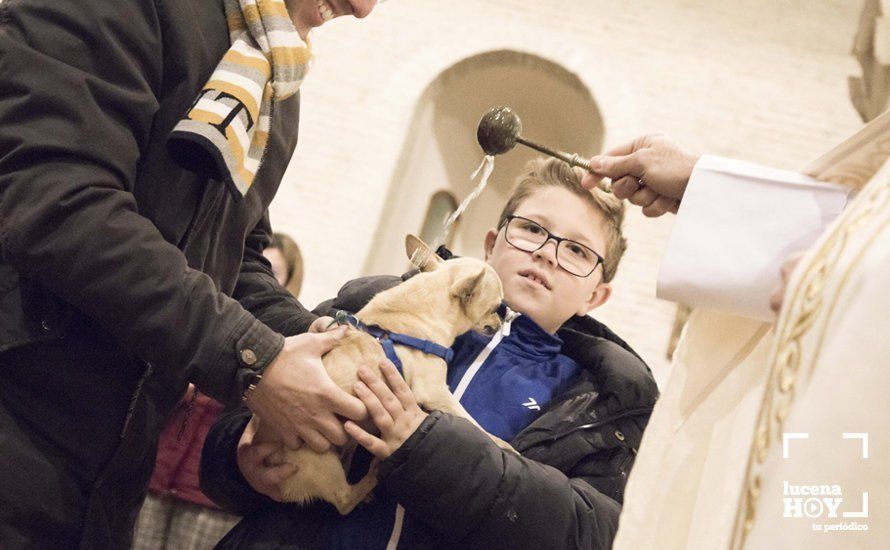 GALERÍA: Perros y gatos visitan a Santiago por San Antón