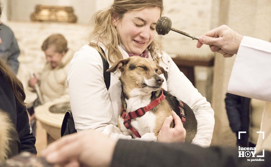 GALERÍA: Perros y gatos visitan a Santiago por San Antón