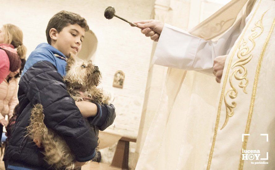 GALERÍA: Perros y gatos visitan a Santiago por San Antón