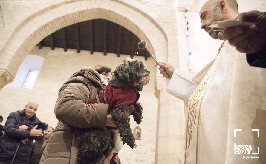 GALERÍA: Perros y gatos visitan a Santiago por San Antón