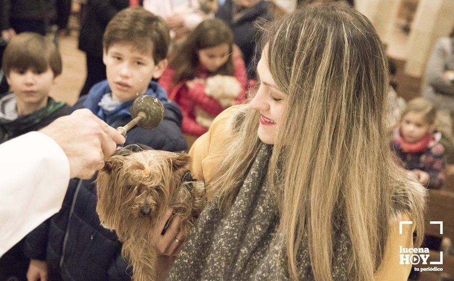 GALERÍA: Perros y gatos visitan a Santiago por San Antón