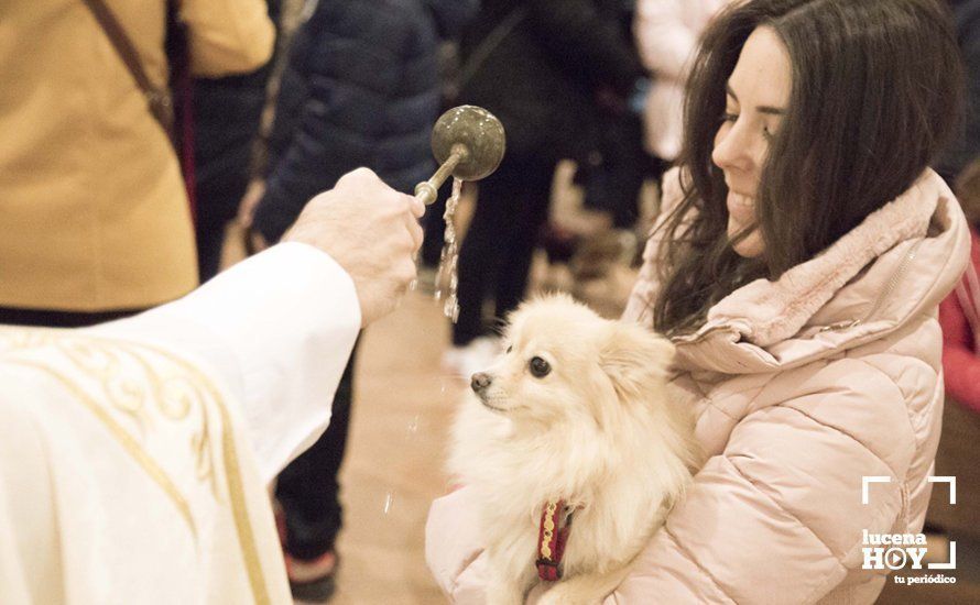 GALERÍA: Perros y gatos visitan a Santiago por San Antón