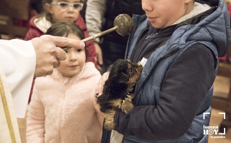 GALERÍA: Perros y gatos visitan a Santiago por San Antón