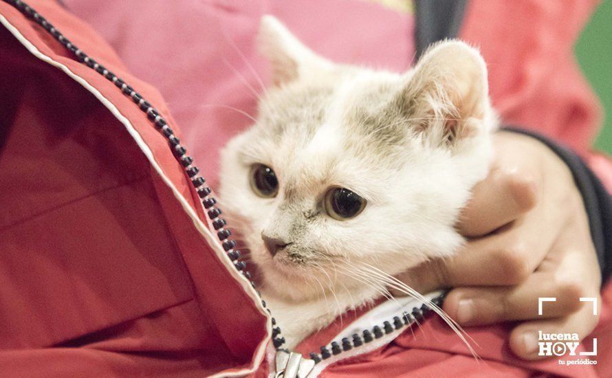 GALERÍA: Perros y gatos visitan a Santiago por San Antón