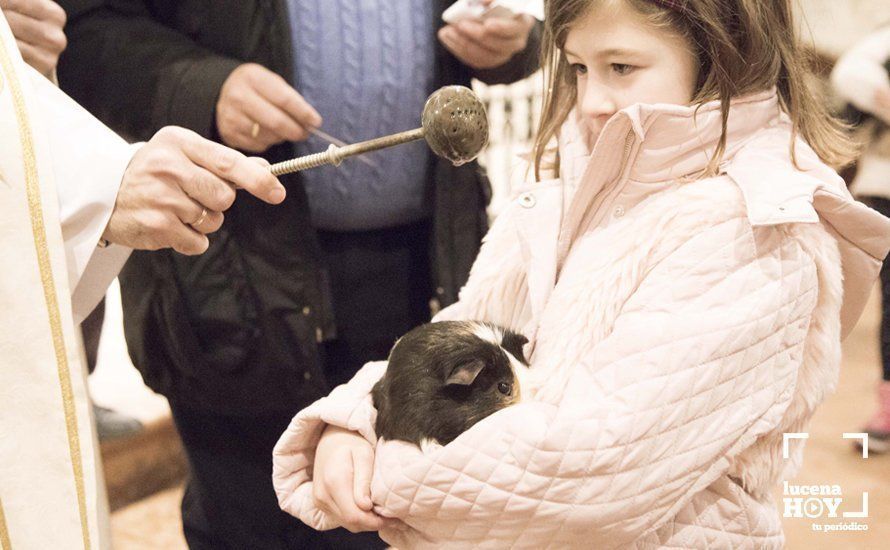 GALERÍA: Perros y gatos visitan a Santiago por San Antón