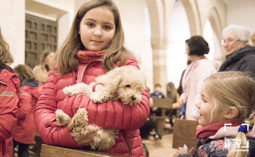 GALERÍA: Perros y gatos visitan a Santiago por San Antón