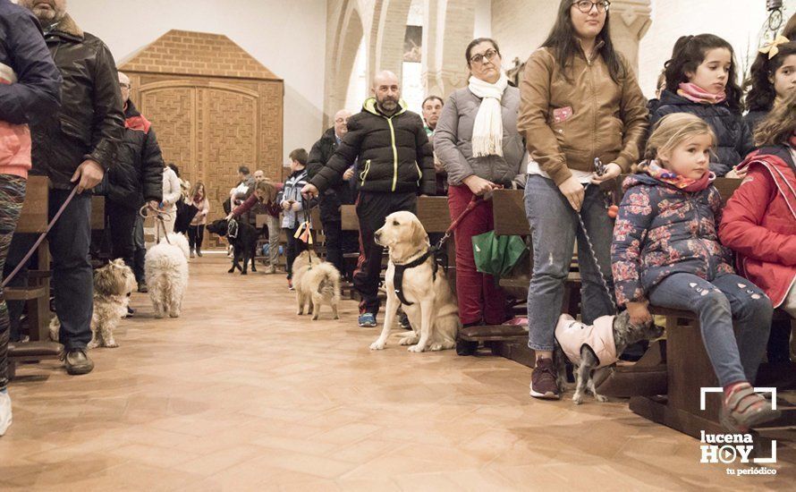 GALERÍA: Perros y gatos visitan a Santiago por San Antón