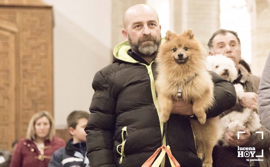 GALERÍA: Perros y gatos visitan a Santiago por San Antón