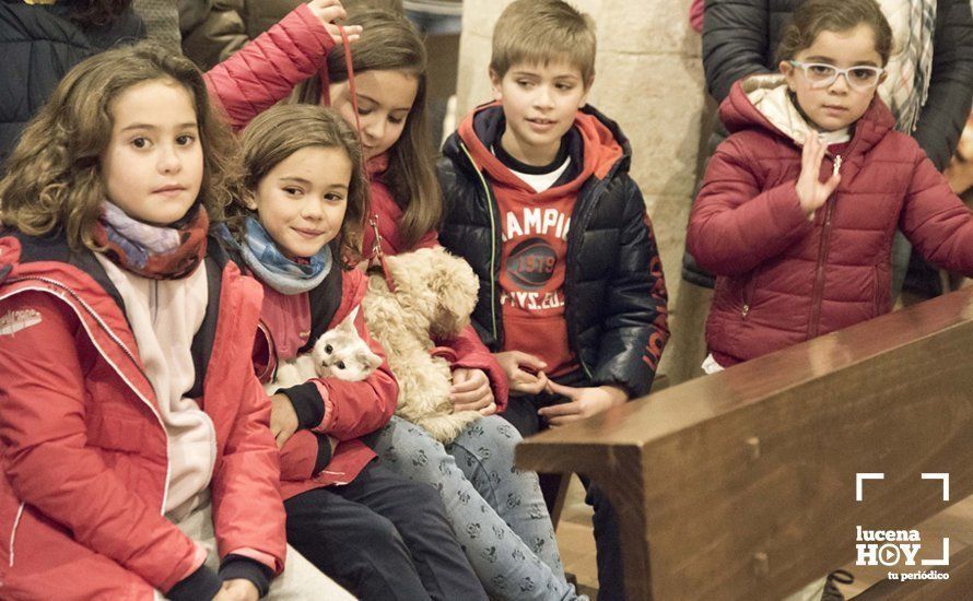 GALERÍA: Perros y gatos visitan a Santiago por San Antón GALERÍA: Perros y gatos visitan a Santiago por San Antón