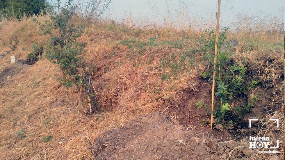  Algunos de los ejemplares plantados en la Vía Verde 