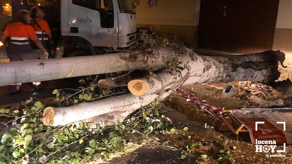  Operarios municipales junto al tronco del árbol caído sobre la calle Corazón de Jesús. (Foto: Cedida) 