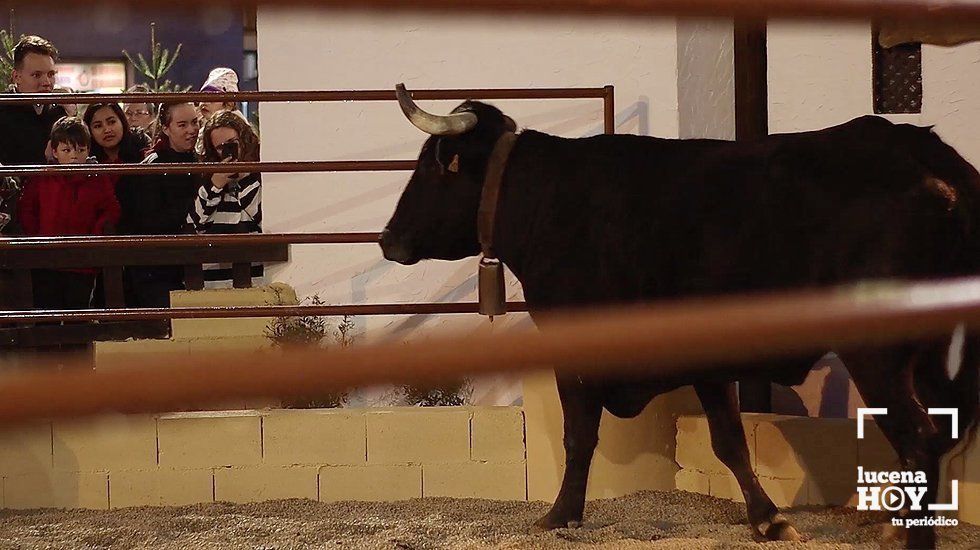  Varias personas observan a la vaca ubicada en el Poblado de Belén de Lucena el pasado jueves 