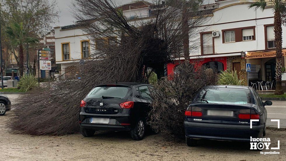  Uno de los árboles caídos sobre dos coches junto a la avenida Miguel Cuenca Valdivia. 