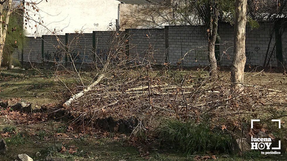  Algunos de los ejemplares podados en la zona de El Cascajar, donde ayer trabajaba una empresa especializada 