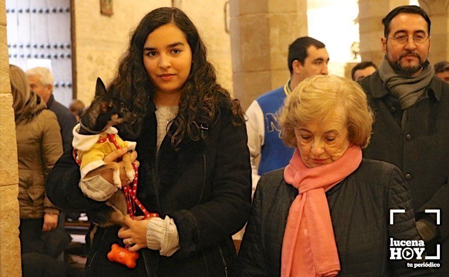 GALERÍA: La iglesia de Santiago se llena de animales para recibir la bendición de San Antón